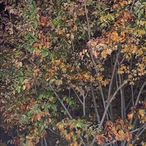 Meet your Posher, Consuelo